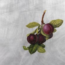 Nectarine Plum