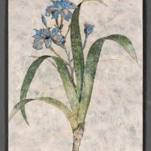 Iris Japonica Thumb, Aesthetic Engineering